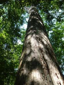 Bald Cypress trees in Frances Beidler Forest (South Carolina)Photo by Mark Ellison